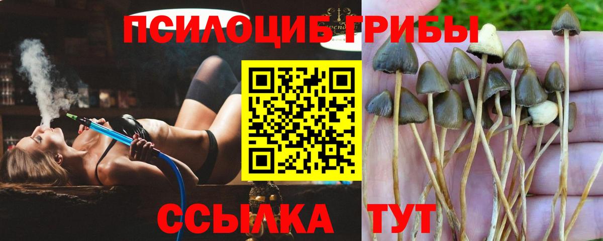 Псилоцибиновые грибы Cubensis Благодарный